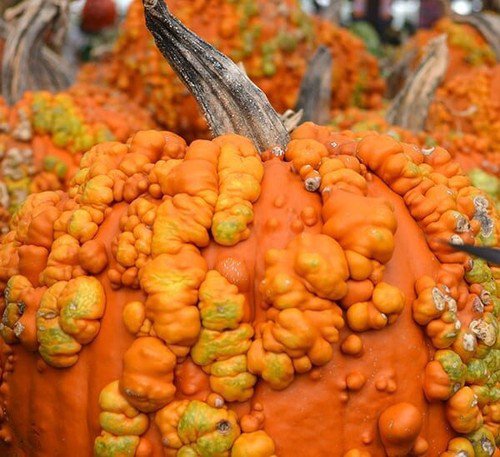 10 Knucklehead Pumpkin Seeds Organic Easy to Grow