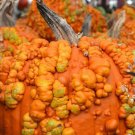 10 Knucklehead Pumpkin Seeds Organic Easy to Grow