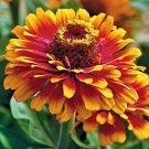 50 Zowie Yellow Flame Zinnia Seeds Organic Easy to Grow