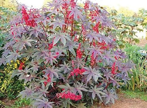 50 Red Impala Wonder Tree Seeds Organic Easy to Grow