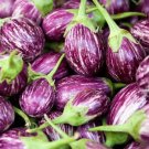 40 Galaxy Of Stars Eggplant Seeds Organic Easy to Grow