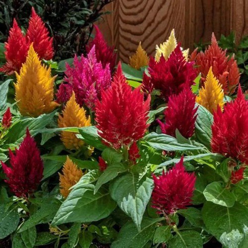 200 Kimono Celosia Argentea Mix Seeds Organic Easy to Grow