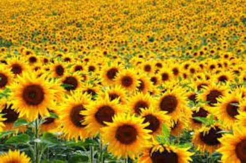 500 Assorted Sunflower Seeds Organic Easy to Grow