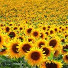 500 Assorted Sunflower Seeds Organic Easy to Grow