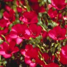 200 Scarlet Red Flax Seeds Organic Easy to Grow