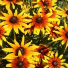 1000 Gloriosa Daisy Rudbeckia Hirta Seeds Organic Easy to Grow