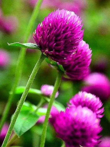 200 Purple Globe Amaranth Seeds Organic Easy to Grow