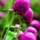 200 Purple Globe Amaranth Seeds Organic Easy to Grow