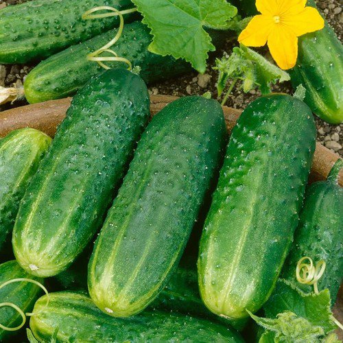 100 Pickling Cucumber Seeds Organic Easy to Grow