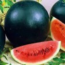 40 Black Diamond Watermelon Seeds Organic Easy to Grow