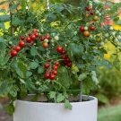 50 Sweetheart Of The Patio Tomato Seeds Organic Easy to Grow