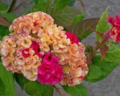 200 Variegated Cockscomb Celosia Cristata Seeds Organic Easy to Grow
