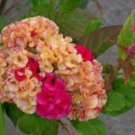 200 Variegated Cockscomb Celosia Cristata Seeds Organic Easy to Grow