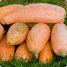 10 Pink Banana Squash Seeds Organic Easy to Grow