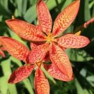 50 Freckle Face Blackberry Lily Seeds Leopard Lily Organic Easy to Grow