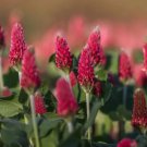 100 Crimson Clover Seeds Organic Easy to Grow