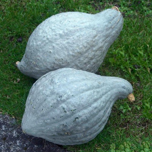 10 Blue Hubbard Winter Squash Seeds Organic Easy to Grow