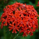 50 Burning Love Lychnis Seeds Perennial Organic Easy to Grow