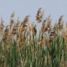 50 Reed Grass Ornamental Pampas Seeds Organic Easy to Grow