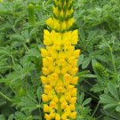 10 Golden Lupine Seeds Organic Easy to Grow
