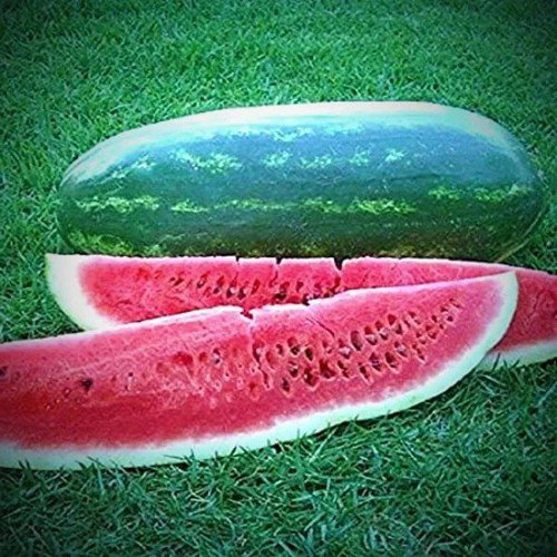 40 Congo Watermelon Seeds Organic Easy to Grow