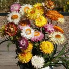 100 Everlasting Wildflower Seed Mix Organic Easy to Grow