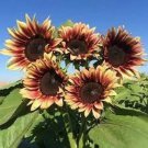 20 Plum Sunflower Seeds Organic Easy to Grow