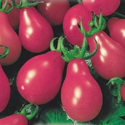 50 Pink Chery Tomato Seeds Organic Easy to Grow