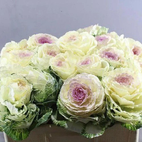 10 Condor White Ornamental Kale Seeds Organic Easy to Grow