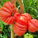 40 Mushroom Basket Tomato Seeds Organic Easy to Grow