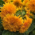 20 Goldy Double Organic Sunflower Seeds Organic Easy to Grow