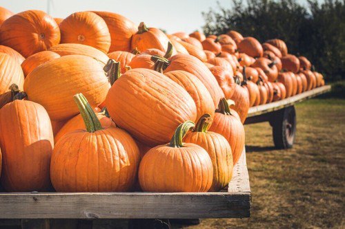 10 Jack O' Lantern Pumpkin Seeds Organic Easy to Grow
