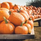 10 Jack O' Lantern Pumpkin Seeds Organic Easy to Grow