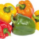100 California Bell Pepper Assorted Colors Seeds Organic Easy to Grow