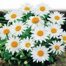 200 Alaska Shasta Daisy Seeds Perennial Organic Easy to Grow