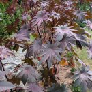 15 New Zealand Purple Ornamental Wonder Tree Seeds Organic Easy to Grow