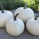 10 Casper White Ghost Pumpkin Seeds Organic Easy to Grow