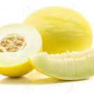 50 Golden Honeydew Melon Seeds Organic Easy to Grow