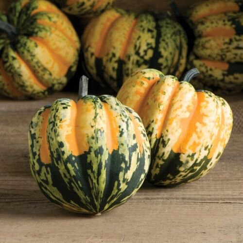 10 Sweet Dumpling Squash Seeds Organic Easy to Grow