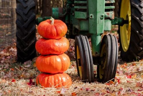 10 Prince Charming Pumpkin Seeds Organic Easy to Grow