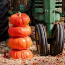 10 Prince Charming Pumpkin Seeds Organic Easy to Grow