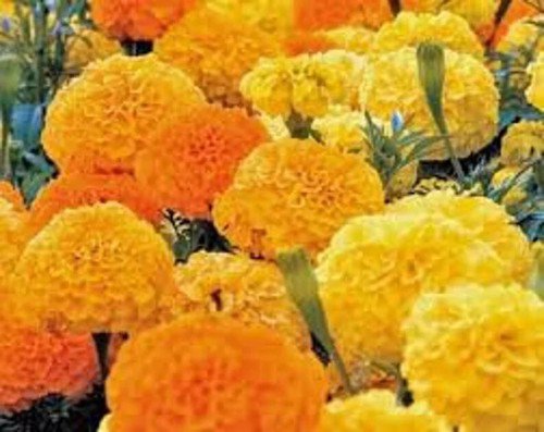 200 Crackerjack African Aztec Marigold Seeds Organic Easy to Grow