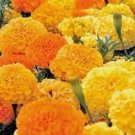 200 Crackerjack African Aztec Marigold Seeds Organic Easy to Grow