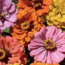 100 Peach Cobbler Zinnia Mix Seeds Organic Easy to Grow
