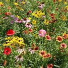 200 Wildflower Mix Seeds Organic Easy to Grow