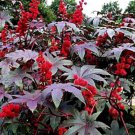 25 Red Wondertree Exotic Seeds Organic Easy to Grow