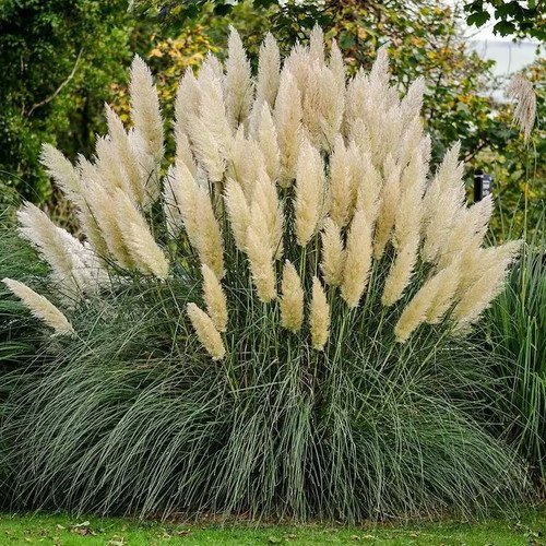 White Pampas Ornamental Grass Seeds Organic Easy to Grow