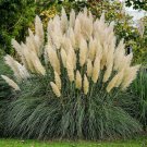 White Pampas Ornamental Grass Seeds Organic Easy to Grow
