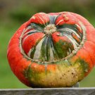 10 Turks Turban Winter Squash Seeds Organic Easy to Grow