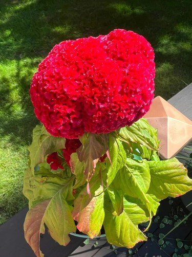 200 Dwarf Pink Celosia Cristata Cockscomb Seeds Organic Easy to Grow
